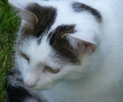 Nachbars Katze