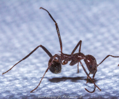 I'd Like To Introduce You To, My Ant