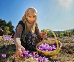 Safran Hasadı