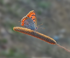 Kelebek