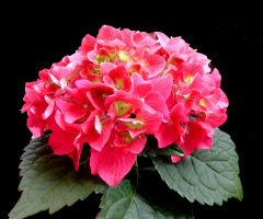 BLÜTEN