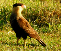 Caracará (Caracara plancus)