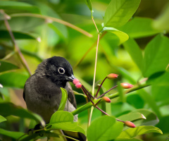 White-spectacled Bulbul 