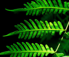 leaf