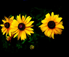 BLÜTEN