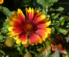 rot-gelbe Blüte