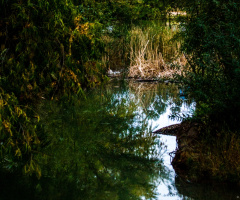 Oasis In The Sonoran Desert