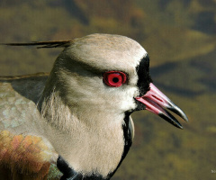 Vanellus chilensis 