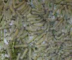 caterpillars