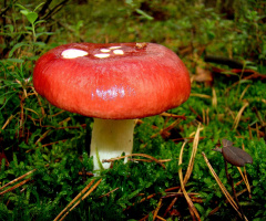 PILZ