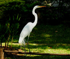 Great Egret 