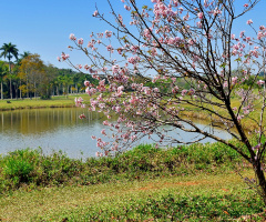 Landscape whit cherryblossom 