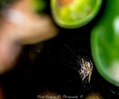 Itsy Bitsy Spider