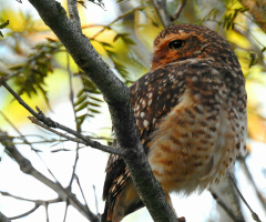 Burrowing Owl