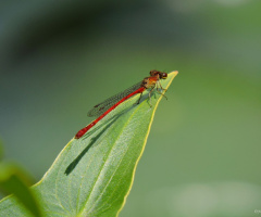 Mini red dragonfly