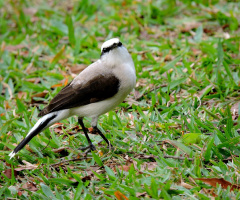 Fluvicola nengeta