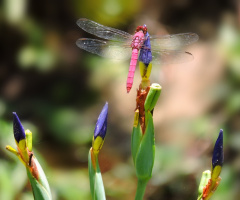 Nature's Beauties