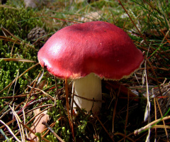 PILZ