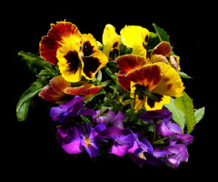 BLÜTEN