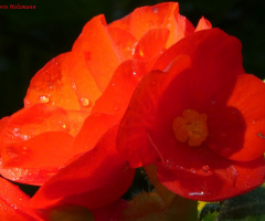 rote Blüte