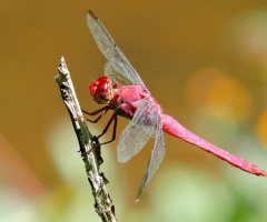 Red Dragonfly 