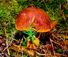PILZ