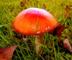 FLIEGENPILZ