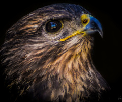 Bayağı şahin - common buzzard 