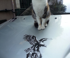 Kara Kartal..