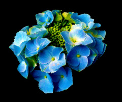 BLÜTEN