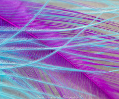 Macro Feather Art