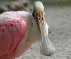 Roseate Spoonbill