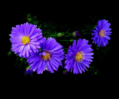 BLÜTEN