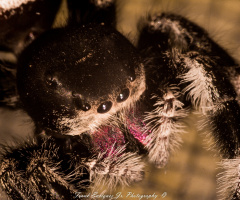 Phiddipus Regius  (Regal Jumping Spider)