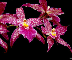 Orchids 