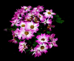 BLÜTEN