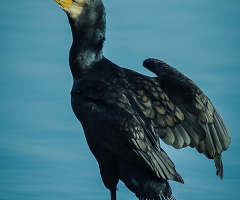 Karabatak - cormorant