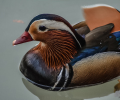 Mandarin ördeği - Mandarin Duck