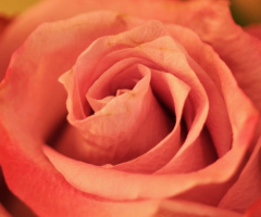 Close up ....
