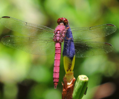 Red Dragonfly 