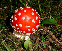 FLIEGENPILZ