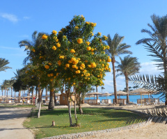 Egypt  - Hurghada