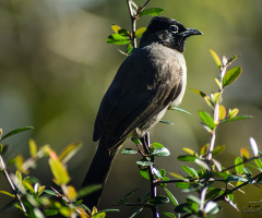 White-spectacled Bulbul