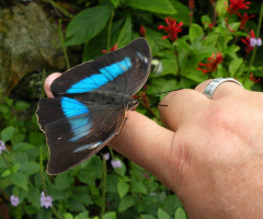 Purple King Butterfly