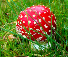 FLIEGENPILZ
