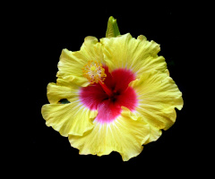 BLÜTE