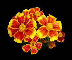 BLÜTEN