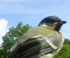 Besuch auf dem Balkon