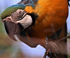 Curious Parrot