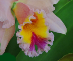 Catleya Orchid